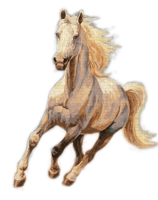 Pferd, Horse - darmowe png