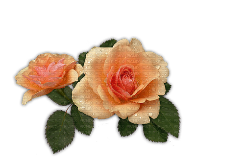 kikkapink orange flower rose deco scrap - bezmaksas png