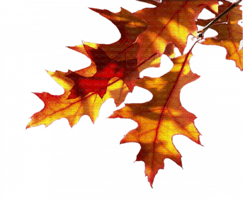 autumn leaves border - png gratis