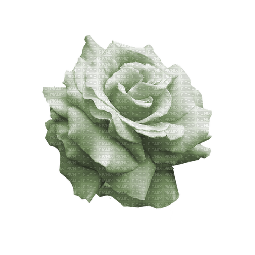 kikkapink deco scrap white rose - δωρεάν png