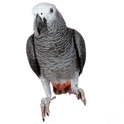 parrot katrin - nemokama png