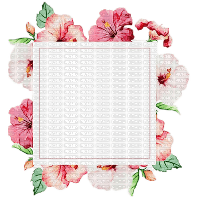 Fond fleur rose pink flower background blanc white - фрее пнг