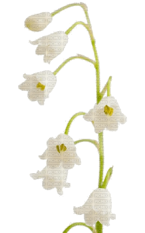 Fleur blanche.Muguet.Flower.Victoriabea - png ฟรี