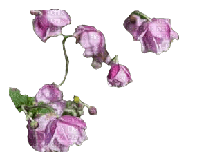 Flower Anemone - Free PNG