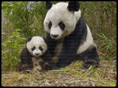 panda - фрее пнг