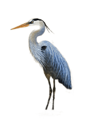 Fischreiher, Vogel, Bird - PNG gratuit