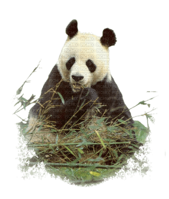 panda - png gratuito