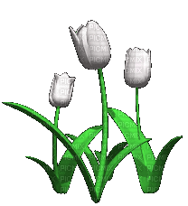 white flowers - Nemokamas animacinis gif