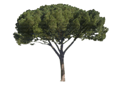 arbre - png ฟรี