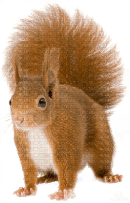 Kaz_Creations Squirrel - безплатен png