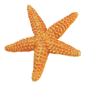 Kaz_Creations Starfish - 免费PNG