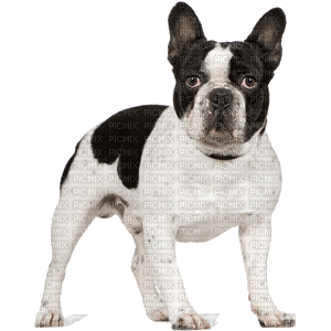 boston terrier - Бесплатни анимирани ГИФ