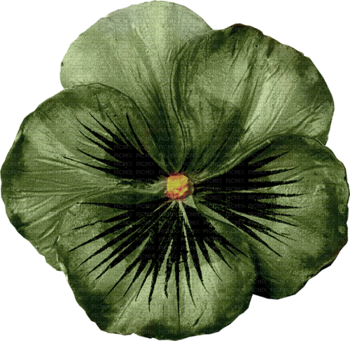 Fleur Pensée Vert Jaune:) - PNG gratuit