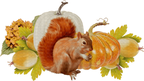 Autumn. Squirrel. Leila - 無料png