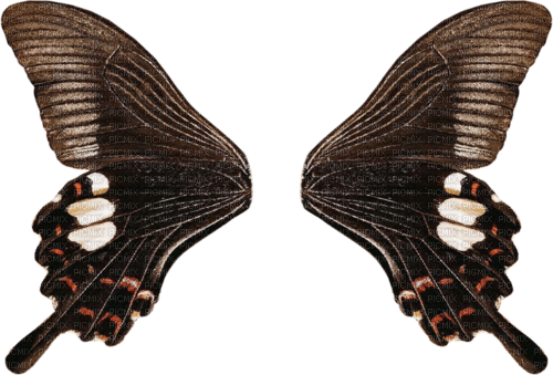 deco fantasy wings png tube kikkapink autumn - δωρεάν png