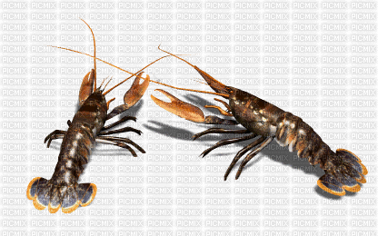 lobster or crayfish or whatever - GIF animate gratis