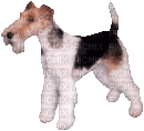 chien HD - Free animated GIF