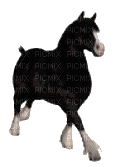 aze cheval noir black blanc White - Animovaný GIF zadarmo