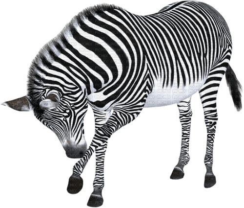 Kaz_Creations Zebra - бесплатно png