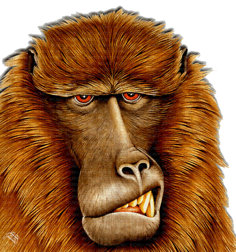 animal ape gif affee face - Darmowy animowany GIF