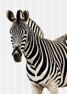 Zebra... - 免费PNG