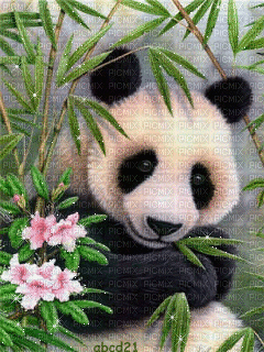 panda - Nemokamas animacinis gif