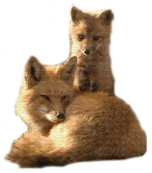 Kaz_Creations Foxes🐺 - darmowe png