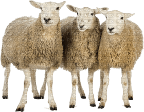 Kaz_Creations Sheep - безплатен png