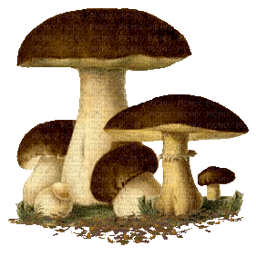 mushrooms - GIF เคลื่อนไหวฟรี