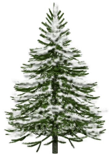 Winter.Tree.Green.White - безплатен png