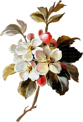 fleur Pelageya - PNG gratuit