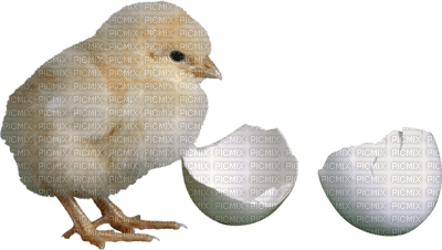 Kaz_Creations Easter Deco Chick - besplatni png