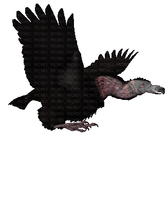 aze aigle - 無料のアニメーション GIF