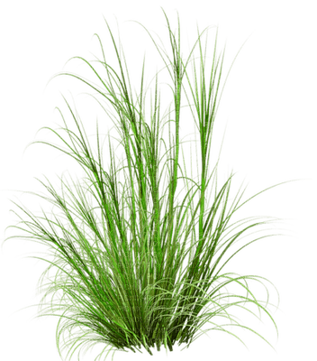 Kaz_Creations Deco Grass Garden - PNG gratuit