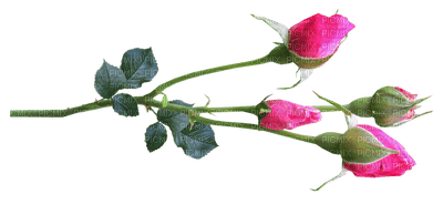 Flowers pink rose bp - zadarmo png
