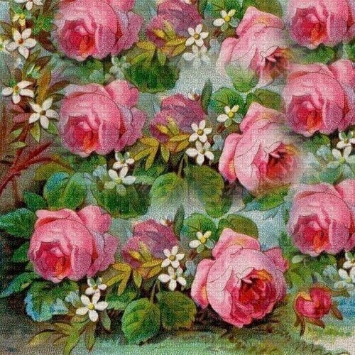 fond background roses Hintergrund Rosen - 免费PNG