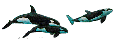 fish -Dolphins -  Nitsa P - Gratis animeret GIF