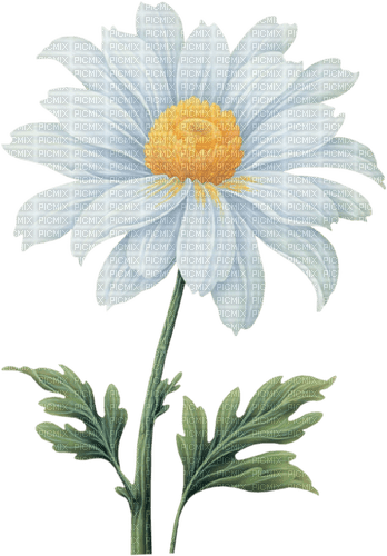 daisy 2 - Free PNG