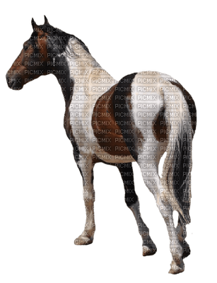 dulcineia8 cavalos - безплатен png
