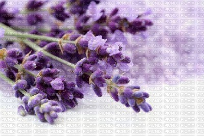 Kaz_Creations Deco Flowers  Backgrounds Background Colours - PNG gratuit