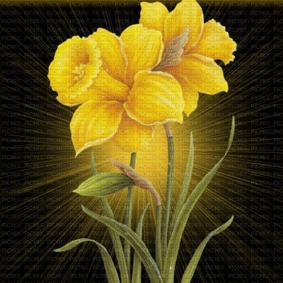 fond floral  bp - PNG gratuit