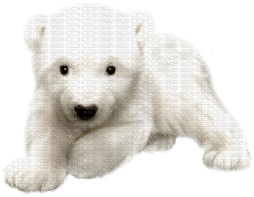 Polar.Bear.Cub.White - png ฟรี
