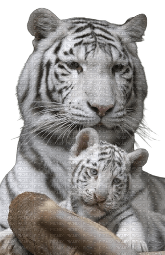 Kaz_Creations Animals-Tigers