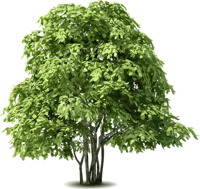 Kaz_Creations Trees Tree - безплатен png