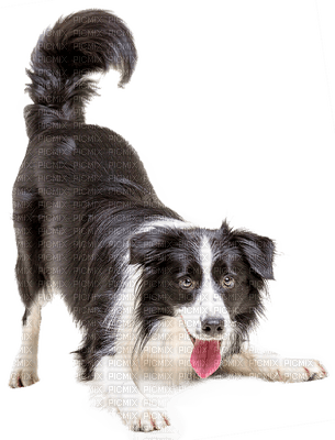 Kaz_Creations  Dogs Dog Pup - PNG gratuit