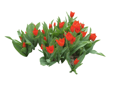 Blumen - бесплатно png