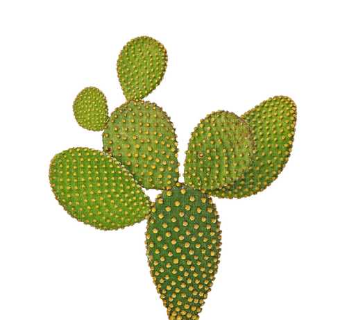 kikkapink cactus plant - PNG gratuit