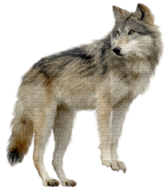 Kaz_Creations Wolf - 免费PNG