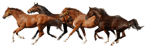 chevaux - PNG gratuit