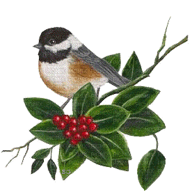 Bird/Christmas - GIF animé gratuit